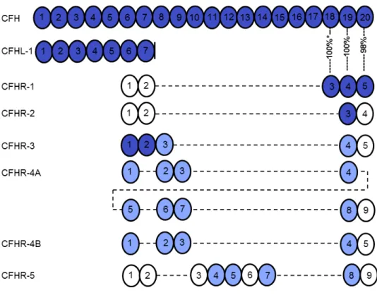 Figure  2.  The  schematic  structure  of  factor  H  and  its  family  members.  For  sequence  identities of 32-49% the domains are displayed in white, for 57-84% identity in light blue, and  for  85-100%  identity  in  dark  blue