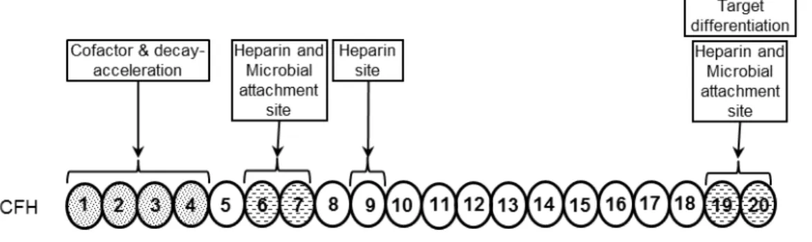 Figure  3.  Complement activation pathways and the regulatory role of factor H. The primary  function  associated  with  FH  domains  are  also  indicated