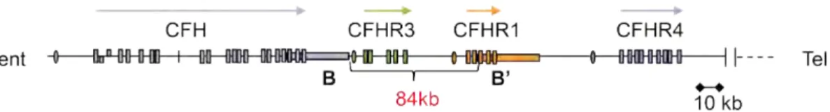 Figure  5.  Schematic  diagram  of  the  chromosome  1,  region  q32.  The  20  domains  of  CFH, the five domains of CFHR3, the five domains of CFHR1, and the nine domains of  CFHR4  are  indicated  by  vertical  bars