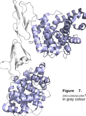 Figure  7.  The  crystal  structure  of  CFH 19- 19-20D1119G/Q1139A :C3d  complex.  The  CFH 19-20   mutant  is  in gray colour and C3d is in light blue