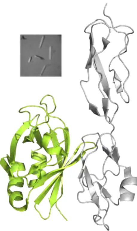 Figure  10.  The X-ray crystal structure of  CFH 19-20 :OspE  complex.  The  OspE  molecule is shown in lemon and  CFH19-20      in  gray  colour