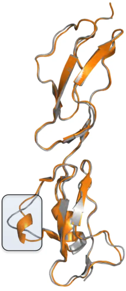 Figure  11.  The  structures  of  wild  type  CFH 19-20   and  CFR1 4-5   superposed.  Both  CFH 19-20   and  CFR1 4-5   are  represented  by  cartoon  diagrams