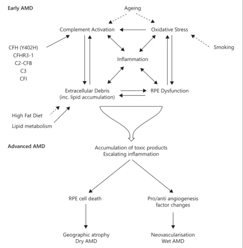 Fig. 2.  Overview of the pathogenesis of  AMD. Complement dysregulation  [7, 10,  37]  and oxidative stress  [21, 44]  have been  implicated in causing/amplifying the  in-flammation central to AMD pathology