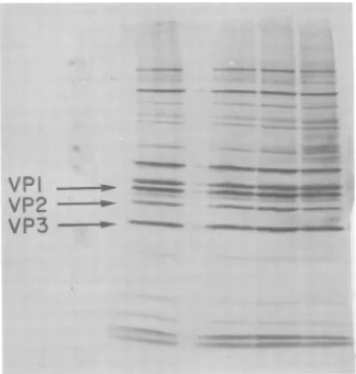 FIG. 6.polyacrylamideincorporationinfectedinfect Viral protein synthesis after irradiation