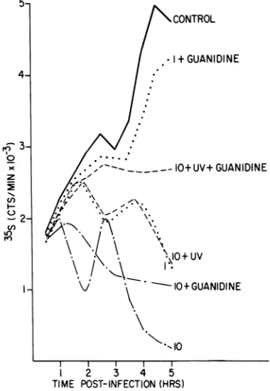 FIG.7.MOIalsobywithoutinfectbothuated irradiated Effect of guaindine treatment on shutoff virus