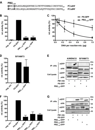 FIG. 1. PB21-37-GFP speciﬁcally inhibits A/WSN/33 but not B/Yamagata/73 polymerase. (A) Amino acid sequence alignment of inﬂuenzaA (FluAV) and inﬂuenza B (FluBV) virus consensus sequences of PB2 residues 1 to 37