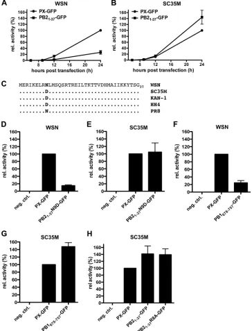 FIG. 4. Resistance of SC35M to inhibition by PB21-37the WSN or SC35M polymerase in the presence of PB2(F and G), or PB2constructs (1acid residue within PB2(C) Alignment of the PB2-GFP is independent of polymerase activity and is not affected by a strain-sp