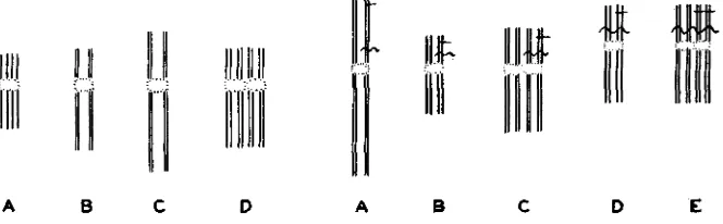 FIGURE 2.-Diagram in a single chromosome in meiosis and meta- 