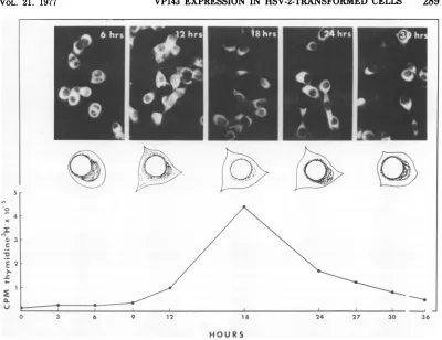 FIG. 4.postseedingDNAsynchronizedtypical VP143 expression and cellular DNA synthesis in synchronized 333-8-9 Tu cells