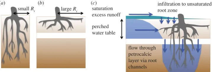 Figure 7. Schematic of possible effects of a shallow impeding layer on pattern-formation mechanisms