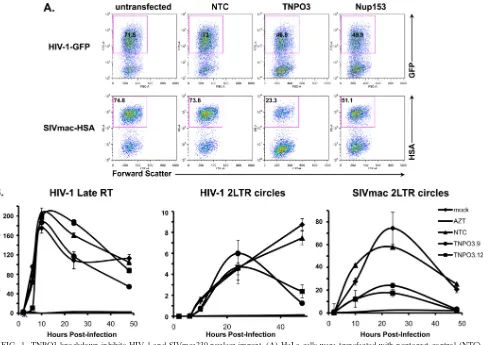 FIG. 1. TNPO3 knockdown inhibits HIV-1 and SIVmac239 nuclear import. (A) HeLa cells were transfected with nontarget control (NTC),TNPO3, Nup153, or mock siRNA and then infected with HIV-1 and SIVmac239 reporter virus
