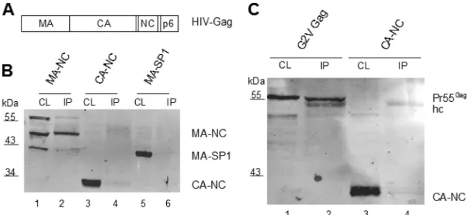 FIG. 2. Mapping of Lyric interaction domains in HIV-1 Gag. (A) Domain organization of HIV-1 Gag
