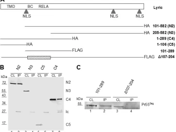 FIG. 4. Mapping of Gag interaction domain in Lyric. (A) Schematic depiction of Lyric organization (top) and expression vectors for truncatedLyric