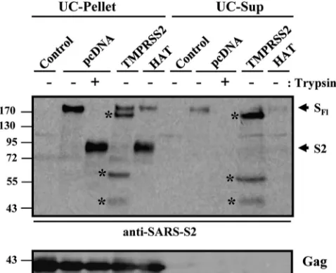 FIG. 3. Expression of HAT does not induce SARS-S shedding.VLPs were produced in 293T cells by coexpression of HIV p55-Gag