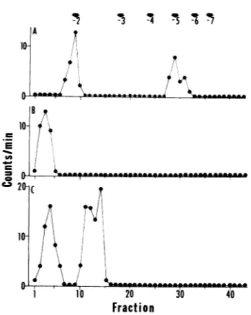 FIG. 2.gestRNA.presencePeakdigestionthemethylimethioninedesalting Elution profile ofHSV-1 -specific RNA di-onDEAE-Sephadexcolumns.[3IH- from 0 to 8 h postinfection in the ofcycloheximide (50 Mig/ml) as described intext