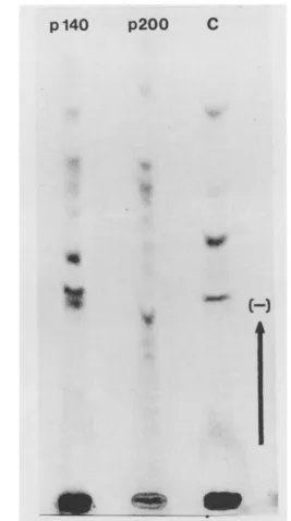 FIG.2.plPreparationexposed40; Autoradiogram of [35S]methionine tryptic peptides separated by high-voltage electrophoresis