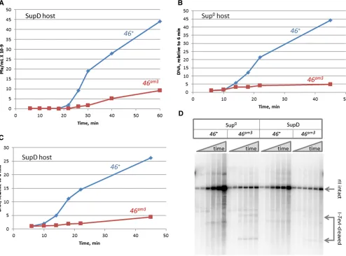 Figure 1 Limiting amounts of MR complex reduces phage burst size, DNA replication, and DSE processing