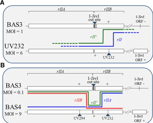 Figure 2 Diagram of recombination events during phage co-infections.phage contains a singleDepending on the processing of the DSB generated at the I-the resulting progeny molecules will be(B) End-coordination assay