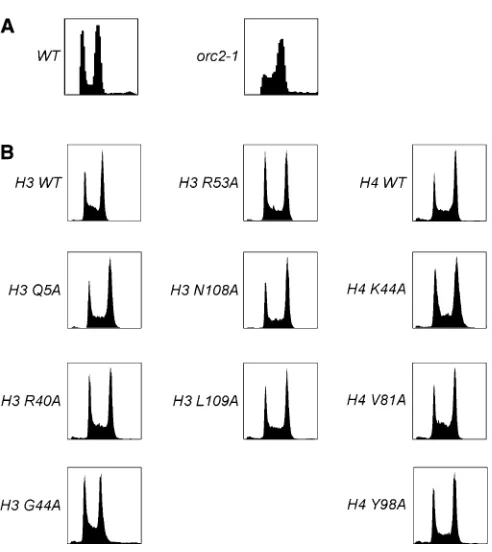 Figure 2 The histone mutants do not exhibit replication defects. (A) WT(SBY4) and orc2-1 (SBY11682) strains were shifted to 37� and then sub-jected to FACS analysis
