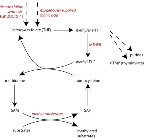 Figure 1 Interaction between folate, methionine, and cellular methyla-in many organisms, methionine synthesis independent