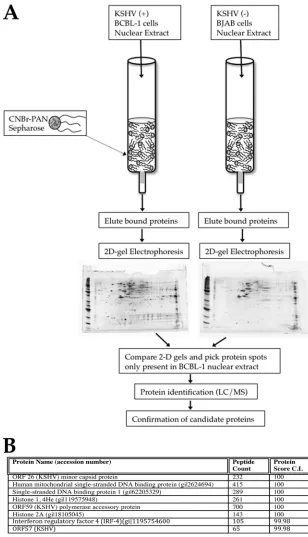FIG. 1. Proteomic analysis of PAN RNA binding factors. (A) Experimental design. In vitroCNBr Sepharose column