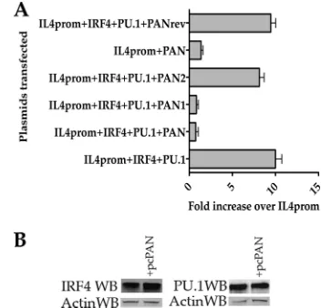 FIG. 2. Interaction of PAN RNA with viral and cellular factors inBCBL-1 cells. (Top) ChIP assay performed using lytically induced