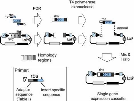 Illustration 3:  Single gene insertion by SLIC. A gene of interest (GOI 1) is PCR  amplified  with  specific  primers  and  integrated  into  a  vector  (Acceptor,  Donor)  linearized  by  PCR  with  complementary  primers  (complementary  regions  are  sh