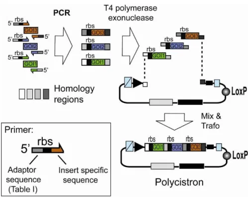 Illustration  4:  Generating  a  polycistron  by  SLIC.  Genes  of  interest  (GOI  1,2,3)  are  PCR  amplified  with  specific  primers  and  integrated  into  a  vector  (Acceptor, Donor) linearized by PCR with primers complementary to the ends of  the f