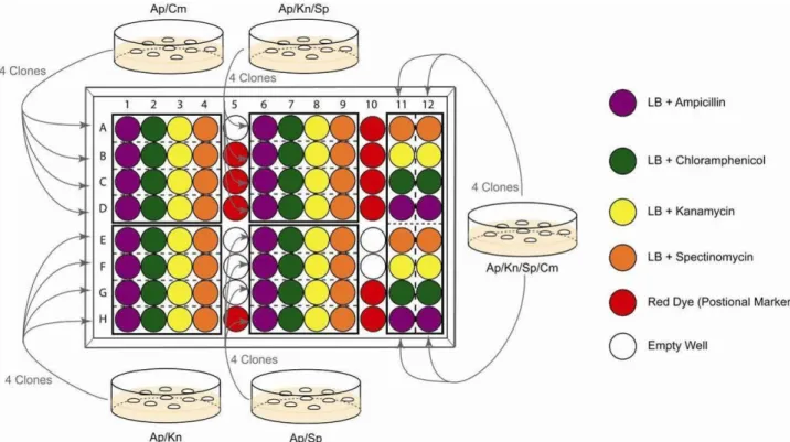 Illustration 7: 96 well analysis of Cre assembly 