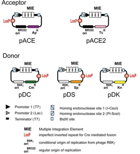 Illustration 1: ACEMBL system for multiprotein complex production. 