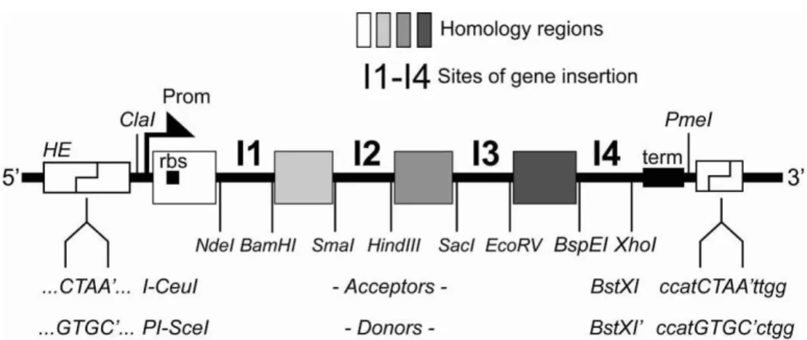 Illustration 2: The multiple integration element, schematic view. 