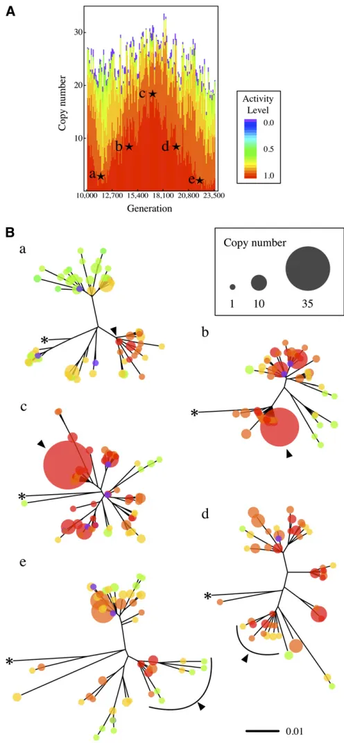 Figure 6 (A and B) Change of NJ trees in a cycle ofcopy number and activity level, respectively