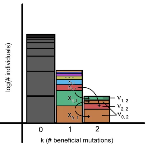 Figure 1 Illustration of the stochastic process by which lineages in a class1, which grow deterministically