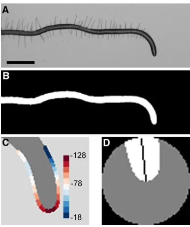 Figure 1 Root tip angle determined by image analysis. (A) Grayscalecentered at the root tip is subjected to principal components analysis.Theimage of a representative root undergoing a growth response to a changein the gravity vector, or gravitropism