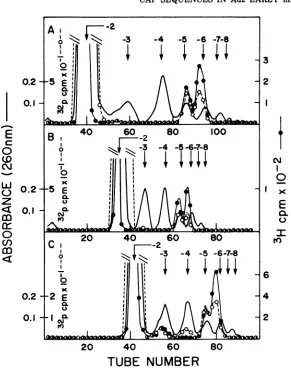 FIG. 2.Poly(A)pancreaticSephadexMethods. Chromatography of RNase T2 digest of 32p-, [methyl-3H]labeled Ad2 early mRNA on a DEAE- column in 7 M urea at pH 7.6