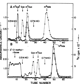 FIG. 4.BiofluorHCI.elutedonanalysisunits a Identification ofm7G and m6Am byDowex-50 column chromatography