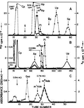 FIG. 5.pooled,fivefoldpooled,HClcolumn0.004markers.afterwereUV Analysis of m6Ap in the mononucleotide fraction