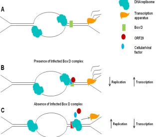 FIG. 8. Model for the role played by the VZV ORF29 protein in origin-dependent DNA replication and ﬂanking gene expression