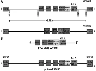 FIG. 1. (A) Comparison of the architecture of the VZV and HSV-1 OriS origins of DNA replication