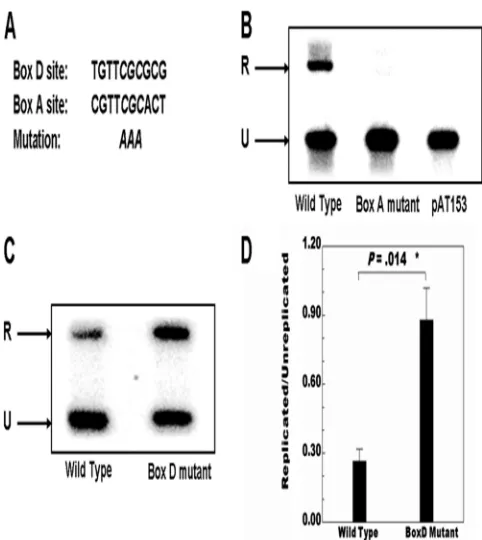 FIG. 2. Results of DpnI replication assays performed with thepVO2 plasmid. (A) The sequences of Box D and Box A and the core