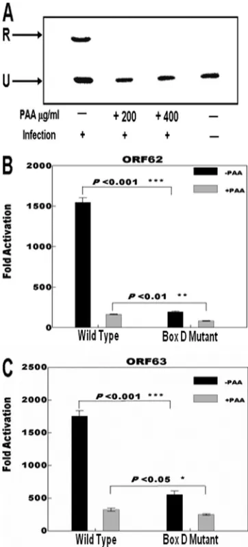 FIG. 3. Results of DpnI replication assays performed using thepLitmus R62/63F plasmid