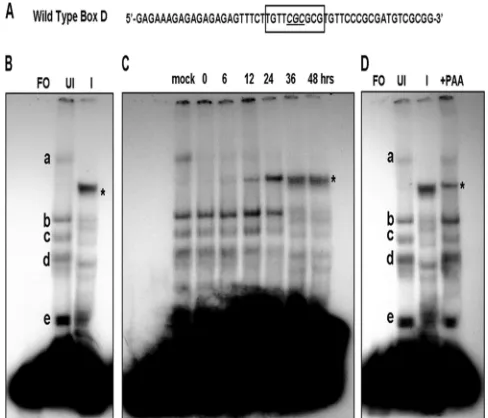 TABLE 1. Sequences of oligonucleotide probes used in EMSA and competition assays