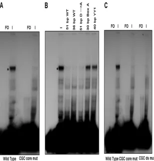 TABLE 2. Quantiﬁcation of residual infected cell complexremaining in the presence of competing cold duplexoligonucleotide probes or upon mutation ofthe core and downstream CGC motifs