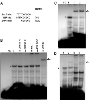 FIG. 7. Identiﬁcation of the VZV ORF29 single-strand binding protein as a component of the major infected cell complex