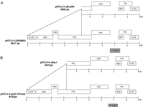 FIG. 1. Position of antisense ORF in HTLV-3 and HTLV-4 genomes. The HTLV-3 2026ND (A) and HTLV-4 HT4v2 (B) molecular clonesand known genes are depicted