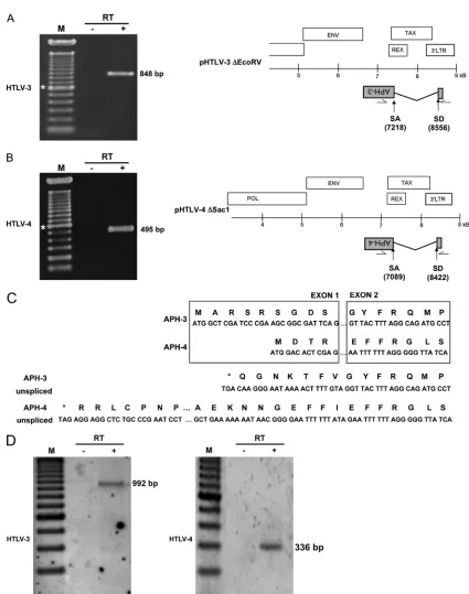 FIG. 2. Detection of spliced HTLV-3 and HTLV-4 antisense transcripts. 293T cells were transfected with either pHTLV-3 �pHTLV-4step before PCR); M, 100-bp marker (*, 600 bp);LTR-HTLV-3as1/env-HTLV-3s8 (A) or LTR-HTLV-4as2/env-HTLV-4s1 (B)