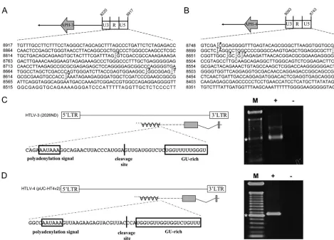 FIG. 3. Identiﬁcation of transcription initiation sites and poly(A) addition sites for APH-3to 8742 containing the 3posttransfection and analyzed by 5are shown by arrows