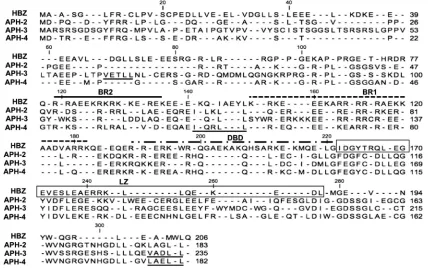 FIG. 4. Predicted amino acid sequences of APH-3 and APH-4. The amino acid sequences of APH-3 and APH-4 were deduced from theresulting antisense transcripts produced by the 2026ND (HTLV-3) and HT4v2 (HTLV-4) strains, respectively