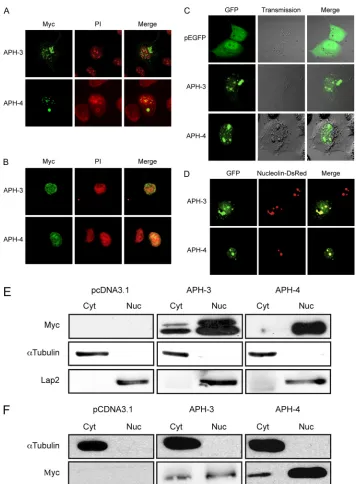FIG. 5. APH-3 and APH-4 demonstrate different cellular localizations. (A and B) pMycAPH-3 and pMycAPH-4 expression vectors weretransfected into COS-7 (A) or Jurkat (B) cells