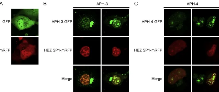 FIG. 6. Partial colocalization of APH-3 and APH-4 with HBZ. (A) Parental vectors peGFP-N1 and pcDNA3.1Zeo(�into COS-7 cells and visualized by confocal microscopy
